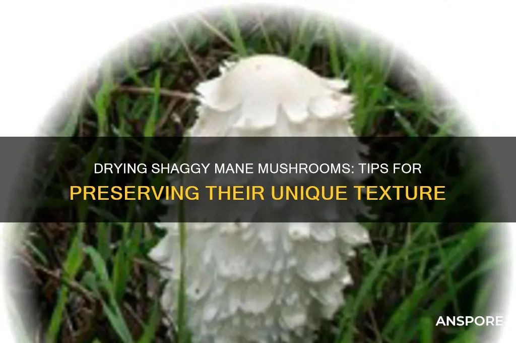 can you dry shaggy mane mushrooms