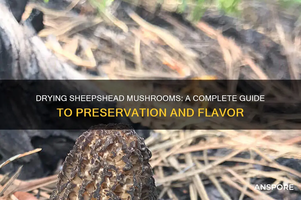 can you dry sheepshead mushrooms