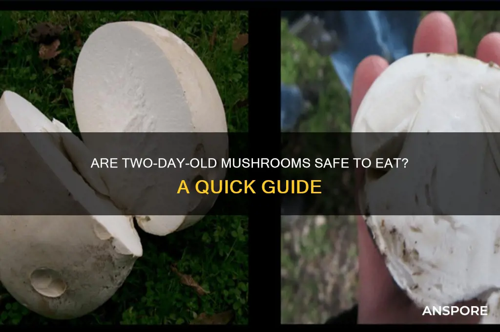can you eat 2 day old mushrooms