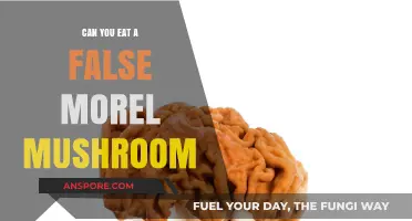 False Morels: Are They Safe to Eat or a Toxic Risk?
