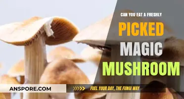 Freshly Picked Magic Mushrooms: Safe to Eat or Risky Adventure?