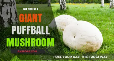 Can You Safely Eat a Giant Puffball Mushroom? A Guide