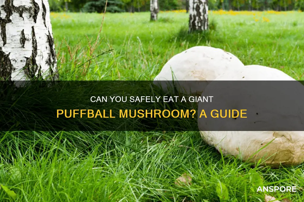 can you eat a giant puffball mushroom