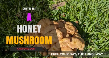 Can You Eat Honey Mushrooms? A Safe Foraging Guide