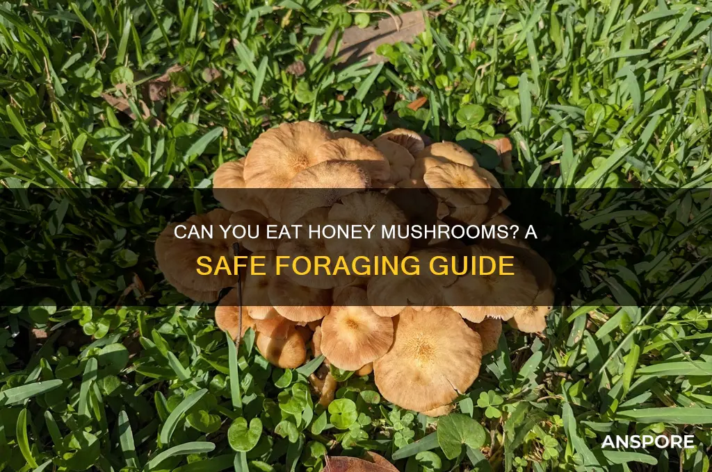 can you eat a honey mushroom