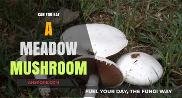 Can You Eat Meadow Mushrooms? A Foraging Safety Guide