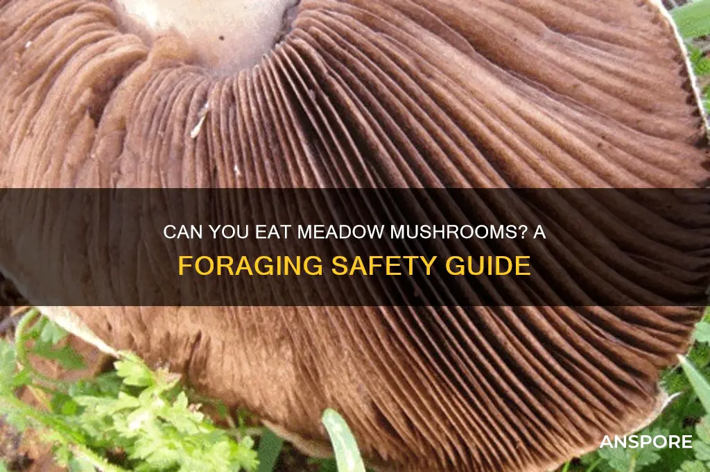 can you eat a meadow mushroom