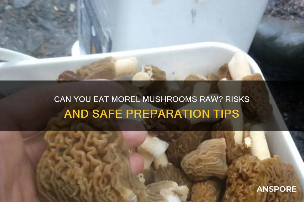 can you eat a morel mushroom raw
