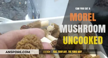 Can You Eat Morel Mushrooms Raw? Risks and Recommendations