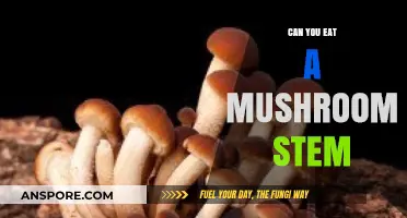 Can You Eat Mushroom Stems? A Complete Guide to Edibility