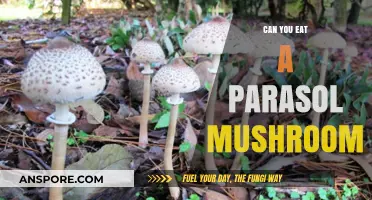 Can You Eat a Parasol Mushroom? A Safe Foraging Guide