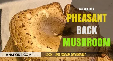 Can You Eat a Pheasant Back Mushroom? A Tasty Guide