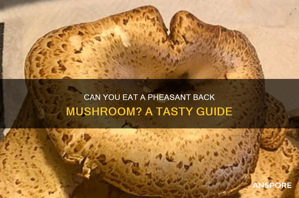 can you eat a pheasant back mushroom