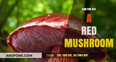 Can You Eat a Red Mushroom? A Guide to Edibility and Safety