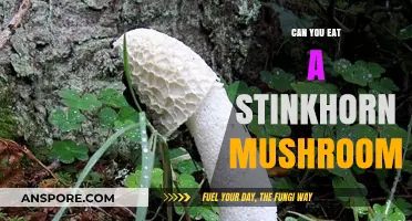 Can You Eat a Stinkhorn Mushroom? Risks and Facts Revealed