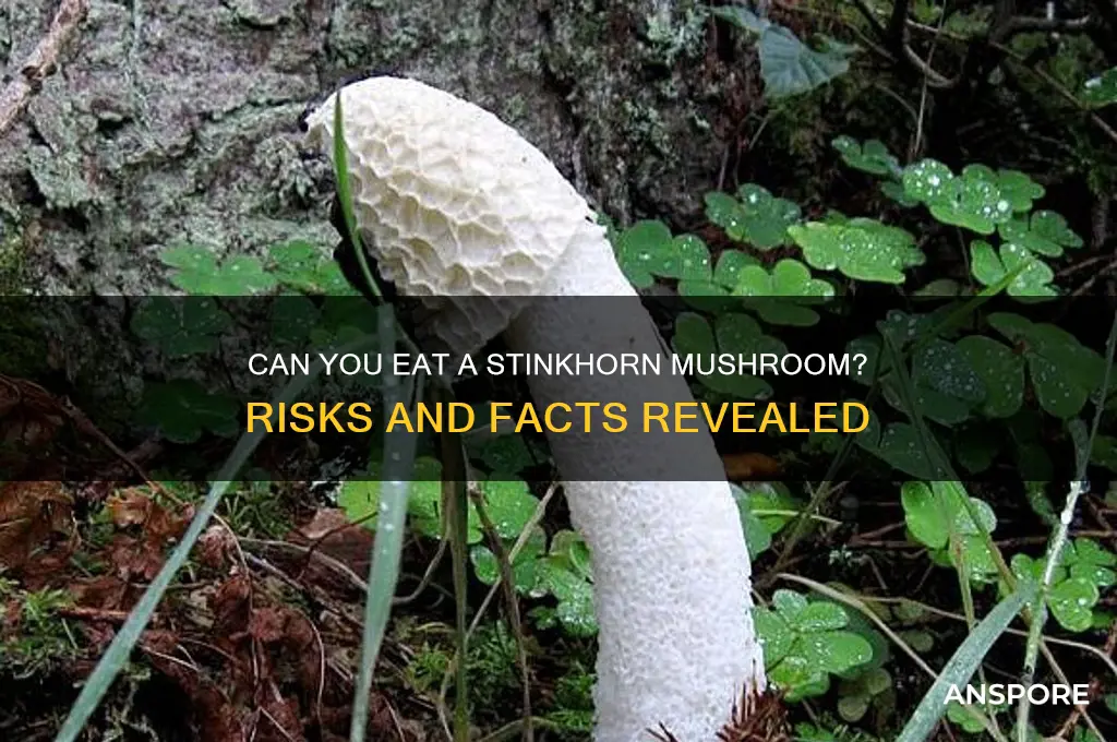 can you eat a stinkhorn mushroom