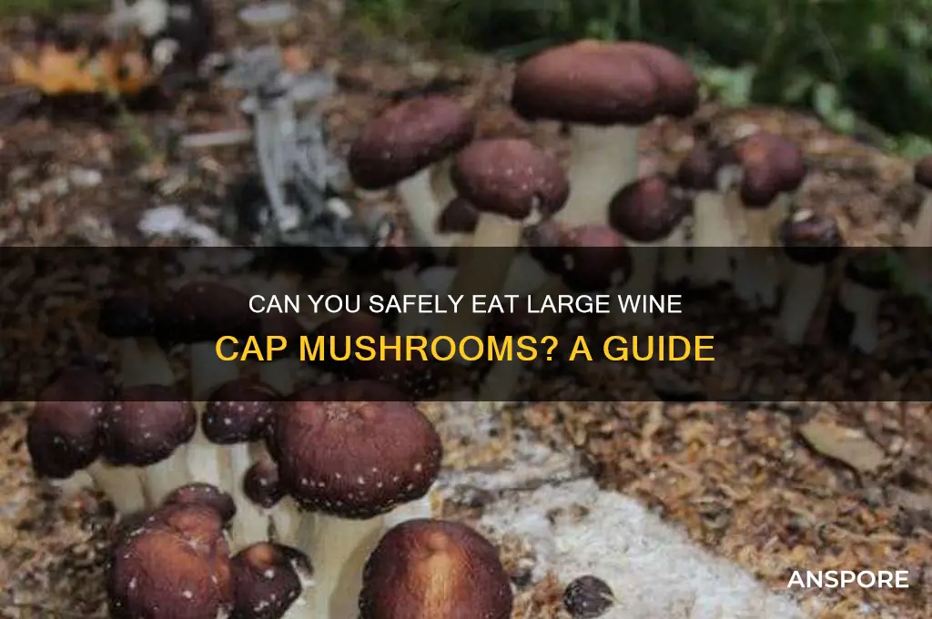 can you eat a wine cap mushroom when its big
