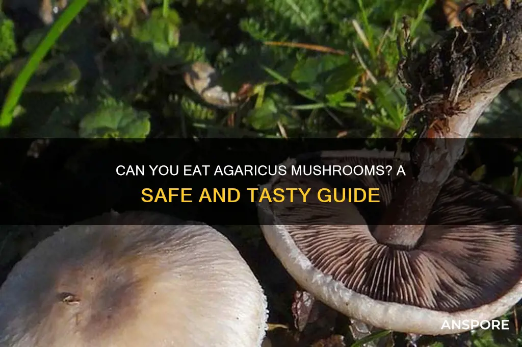 can you eat agaricus mushrooms