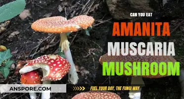 Can You Eat Amanita Muscaria? Risks, Myths, and Facts Explained