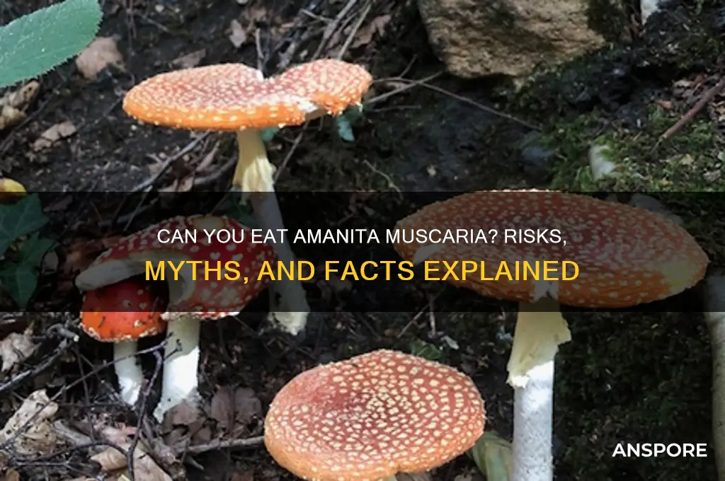 can you eat amanita muscaria mushroom