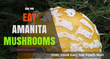 Can You Eat Amanita Mushrooms? Risks, Identification, and Safety Tips
