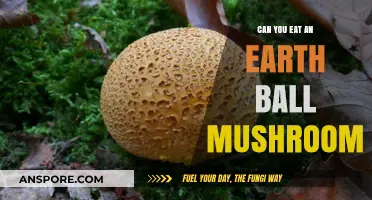 Can You Eat an Earth Ball Mushroom? Risks and Identification Tips