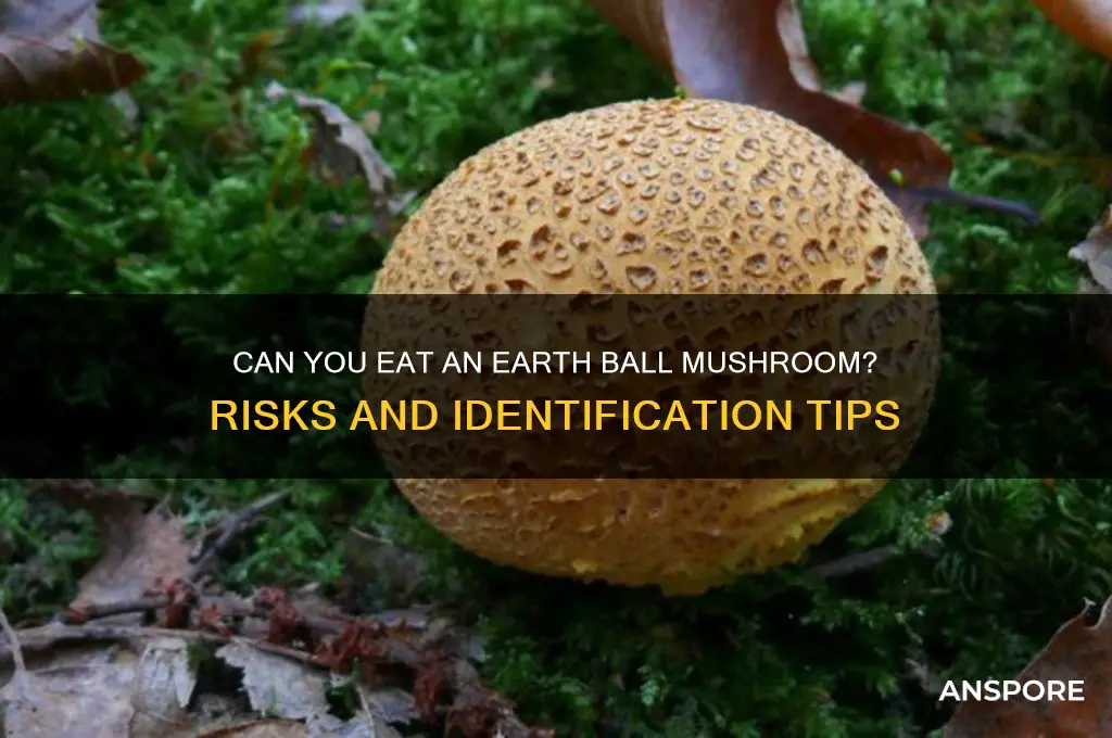 can you eat an earth ball mushroom
