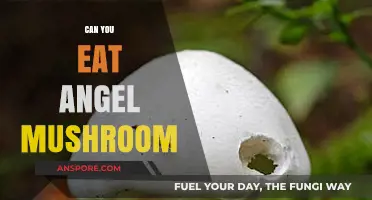 Can You Eat Angel Mushroom? A Guide to Safe Consumption