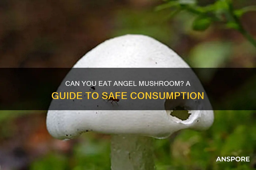 can you eat angel mushroom