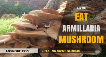 Can You Eat Armillaria Mushrooms? A Safe Foraging Guide