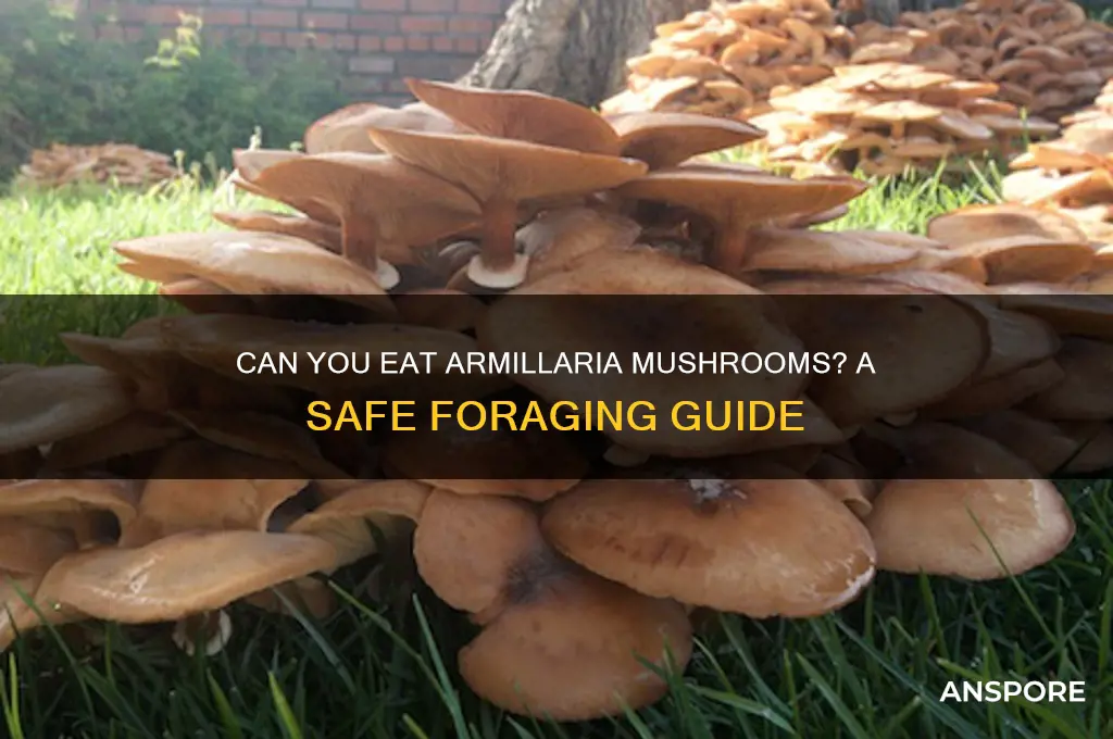 can you eat armillaria mushrooms