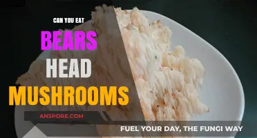 Can You Eat Bear's Head Mushrooms? A Tasty Guide