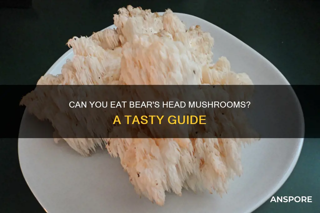 can you eat bears head mushrooms