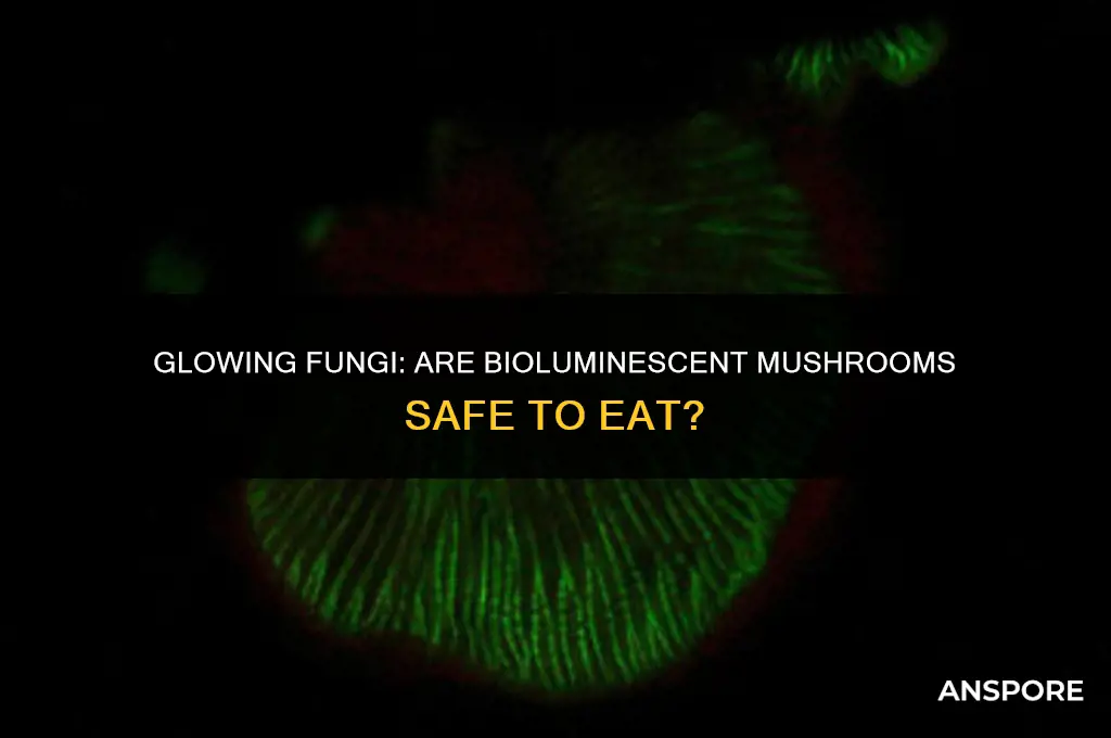 can you eat bioluminescent mushrooms