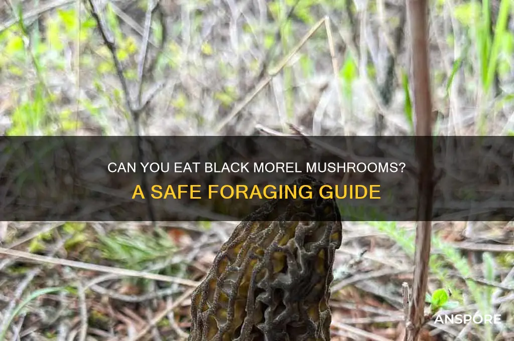 can you eat black head morel mushrooms