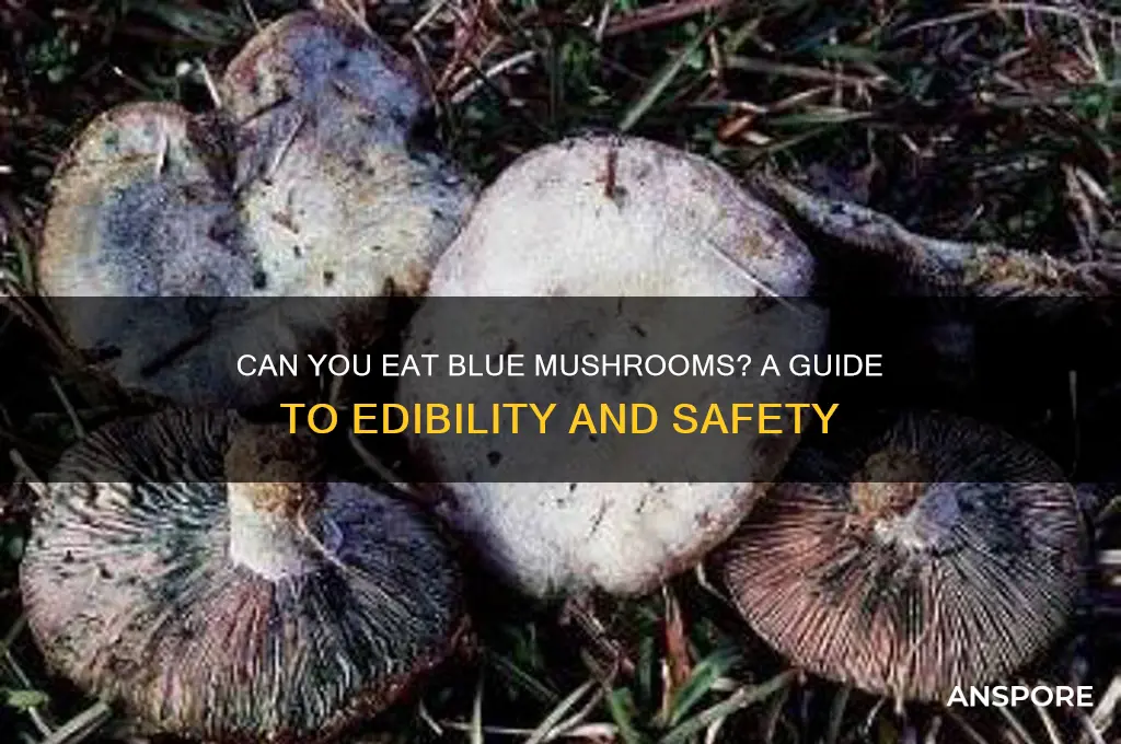 can you eat blue mushrooms