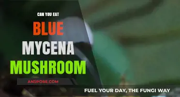 Can You Safely Eat Blue Mycena Mushrooms? A Detailed Guide