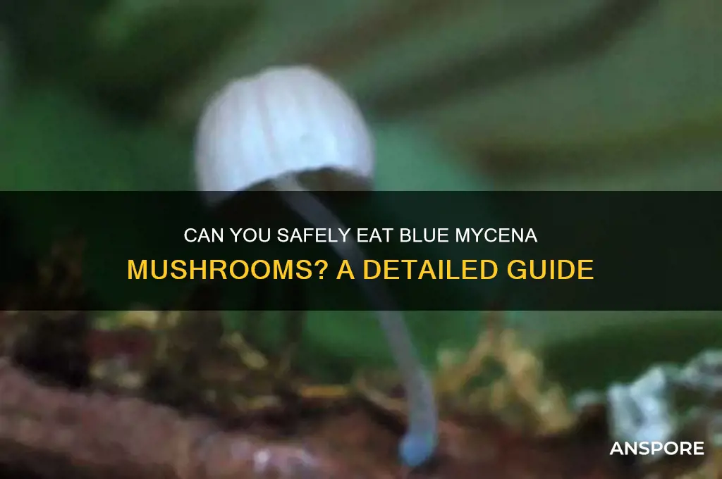 can you eat blue mycena mushroom