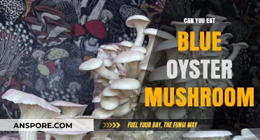 Can You Eat Blue Oyster Mushrooms? A Tasty Guide