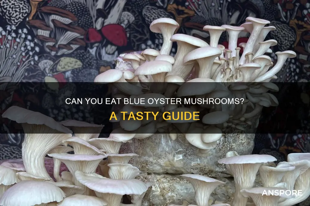 can you eat blue oyster mushrooms