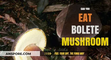 Can You Eat Bolete Mushrooms? A Safe Foraging Guide