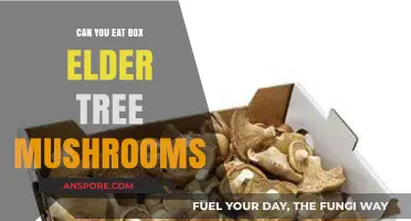 Are Box Elder Tree Mushrooms Edible? A Safe Foraging Guide