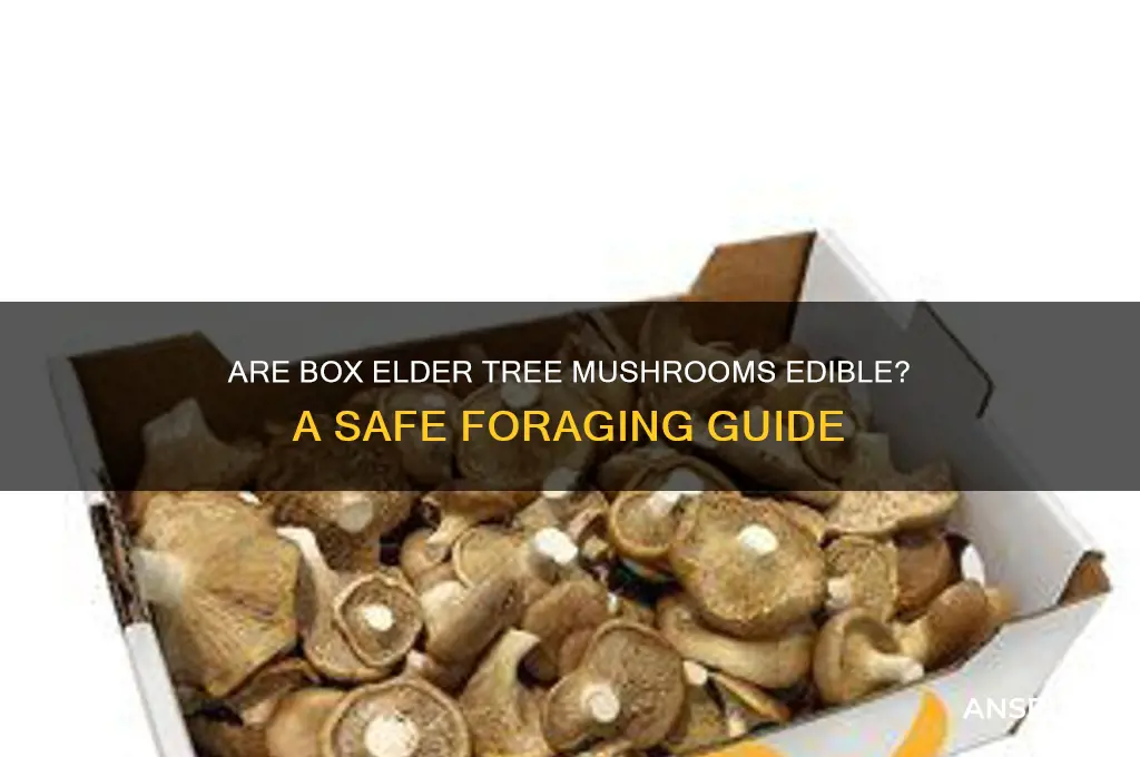 can you eat box elder tree mushrooms