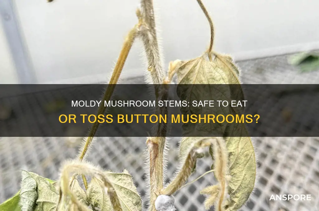 can you eat button mushrooms if stems are moldy