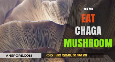 Can You Eat Chaga Mushroom?"Can You Eat Chaga Mushroom? Benefits"Can You Eat Chaga Mushroom? Benefits, Risks, and Preparation Tips