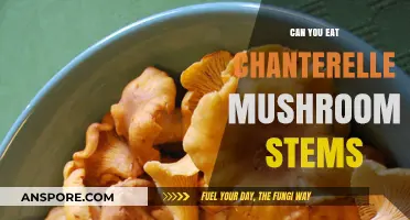 Can You Eat Chanterelle Mushroom Stems? A Tasty Guide