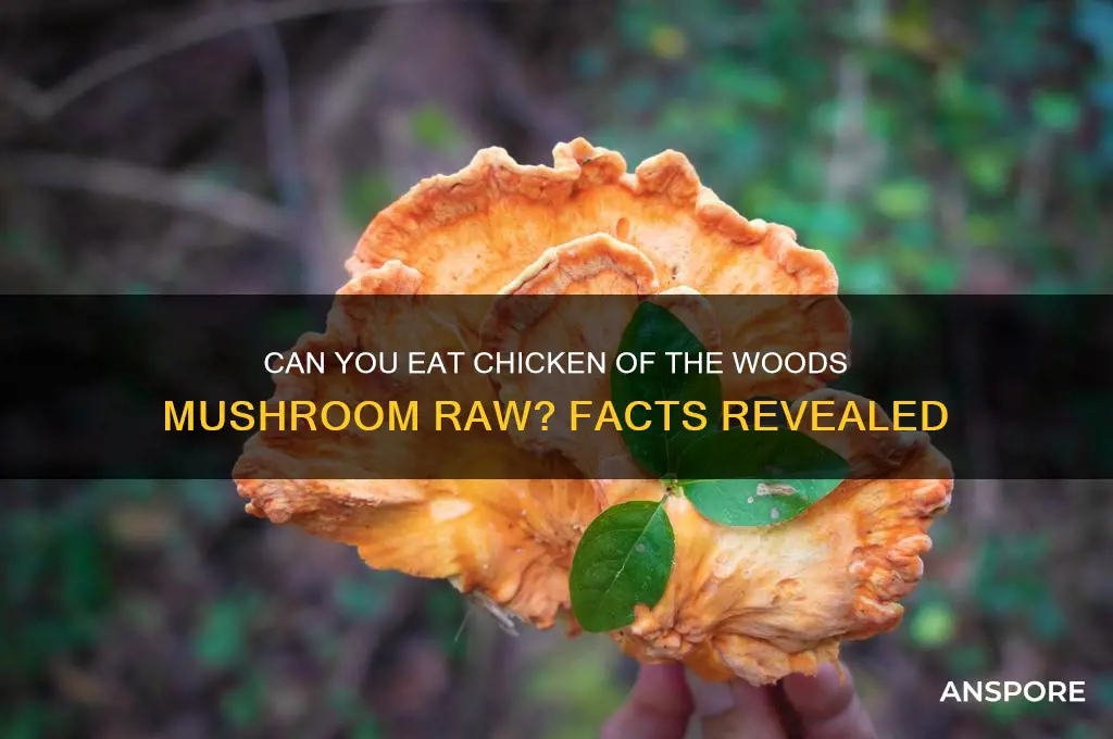 can you eat chicken in the woods mushroom raw