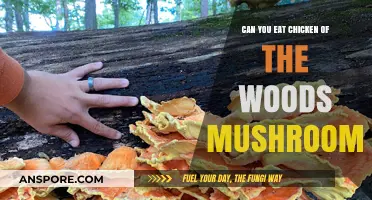 Can You Eat Chicken of the Woods Mushrooms? A Tasty Guide
