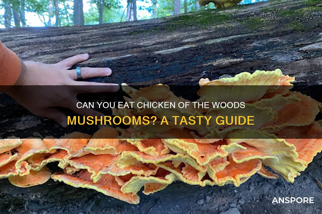 can you eat chicken of the woods mushrooms