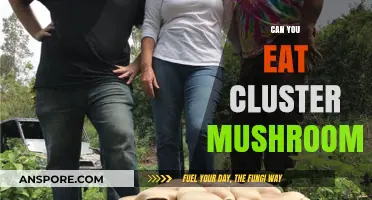 Can You Eat Cluster Mushrooms? A Safe Foraging Guide